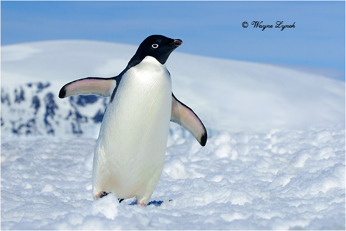 Adelie Penguin by Dr. Wayne Lynch ©
